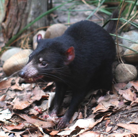 WILD LIFE Sydney Zoo - Hotel Accommodation 5
