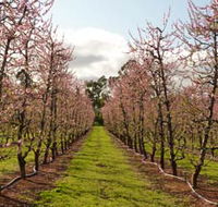 Raeburn Orchards - Hotel Accommodation
