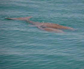 Dugongs - Hotel Accommodation 0