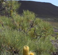 Lesueur Walk Trail Mount Lesueur