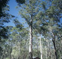 Diamond Tree Lookout Manjimup - Hotel Accommodation