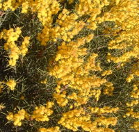 Dalwallinu Remnant Bushland