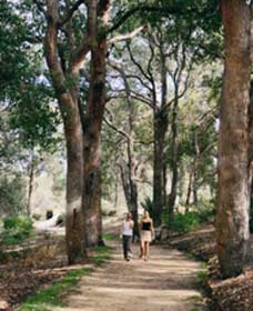 Law Trail And Lotterywest Federation Walkway, Kings Park - Hotel Accommodation 0