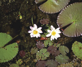 Parry Lagoons Nature Reserve - Hotel Accommodation 0