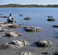 Lake Thetis Stromatolites