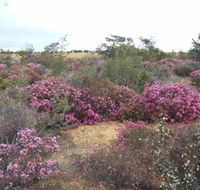 Reynoldson's Flora Reserve - Hotel Accommodation