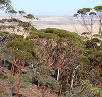 Mount Matilda Walk Trail Wongan Hills - Hotel Accommodation