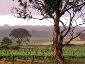 Yangarra Estate Vineyard - Hotel Accommodation 0