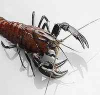 Andermel Marron - Hotel Accommodation