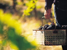 Burge Family Winemakers - Hotel Accommodation 0
