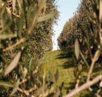 Evilo Estate - Hotel Accommodation