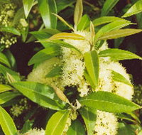 Tumbeela Native Bushfoods - Hotel Accommodation