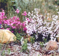 Stokes Bay Bush Garden - Hotel Accommodation
