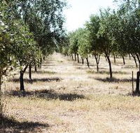 Talinga Grove Olive Oils - Hotel Accommodation