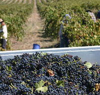 Rolf Binder Wines - Hotel Accommodation