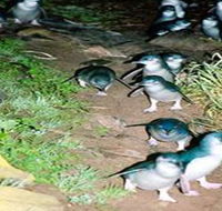 Penneshaw Penguin Centre - Hotel Accommodation