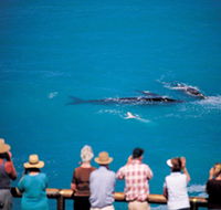 Whale Watching At Head Of Bight - Hotel Accommodation