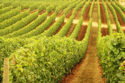 Schild Estate Wines - Hotel Accommodation 0