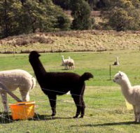 Maydena Country Cabins Accommodation  Alpaca Stud - Hotel Accommodation