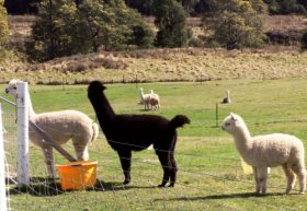 Maydena Country Cabins Accommodation & Alpaca Stud - Hotel Accommodation 0