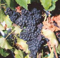 Darlington Vineyard - Hotel Accommodation