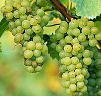 TP Vineyards - Hotel Accommodation