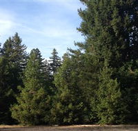 Pialligo Redwood Forest - Hotel Accommodation