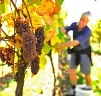 Native Point Wines - Hotel Accommodation