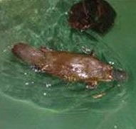 Platypus House - Hotel Accommodation