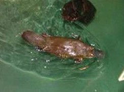 Platypus House - Hotel Accommodation 0