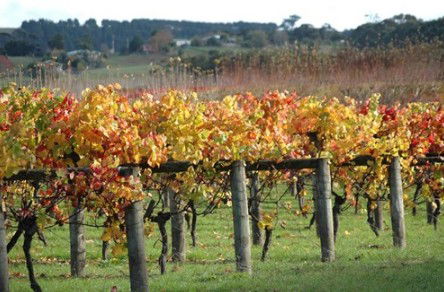 Apsley Gorge Vineyard - Hotel Accommodation 0