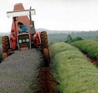Bridestowe Lavender Farm