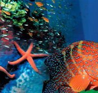 Indo Pacific Marine - Hotel Accommodation