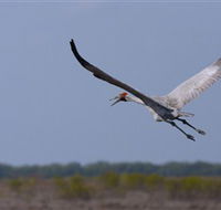 Gayngaru Wetlands Interpretive Walk - Hotel Accommodation
