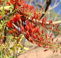 Olive Pink Botanic Garden - Hotel Accommodation