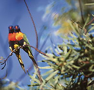 Wangi Falls Walk - Hotel Accommodation