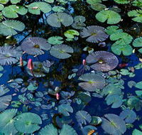 Pine Creek Water Gardens - Hotel Accommodation