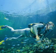 Kirra Reef Dive Site - Hotel Accommodation