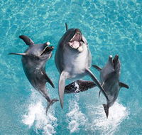 Sea World - Hotel Accommodation