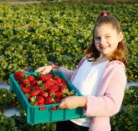 Strawberry Fields - Hotel Accommodation