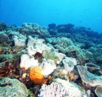 Mudjimba Old Woman Island Dive Site - Hotel Accommodation