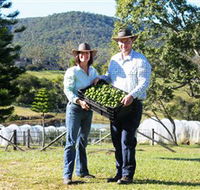 Hinterland Feijoas - Hotel Accommodation