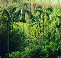 Fern Tree Pool and Giant's Chair Circuit - Hotel Accommodation