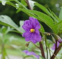 Alpha Native Flower Garden - Hotel Accommodation