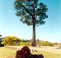 Robbers Tree - Hotel Accommodation