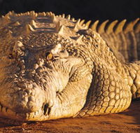 Koorana Crocodile Farm - Hotel Accommodation