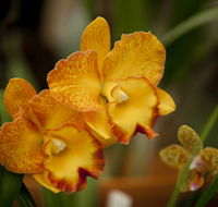 Queens Park - Orchid House - Hotel Accommodation
