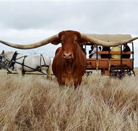 Texas Longhorn Wagon Tours and Safaris - Hotel Accommodation