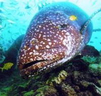 Lady Musgrave Island Dive Sites - Hotel Accommodation