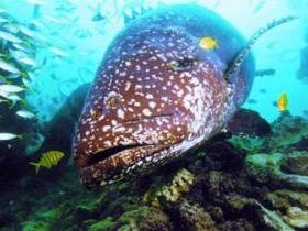 Lady Musgrave Island Dive Sites - Hotel Accommodation 0
